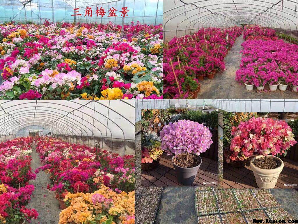 “十三五“中国植物快速繁殖产学研双创示范基地
