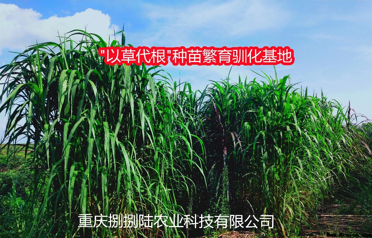Բݴ緱ѱ