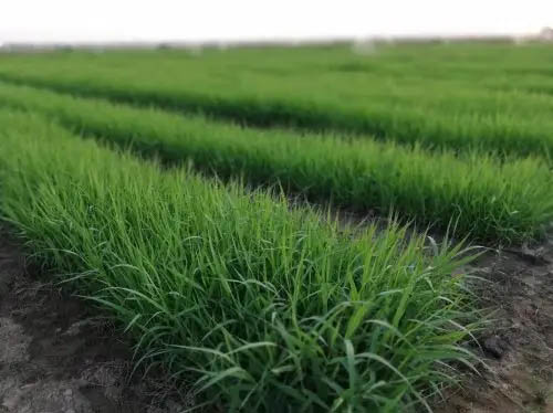 家猪变野猪——让动物吃上豪华自助餐