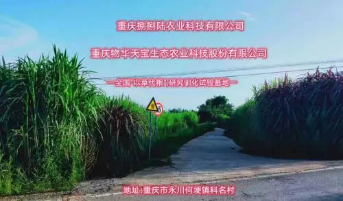 家猪变野猪——让动物吃上豪华自助餐