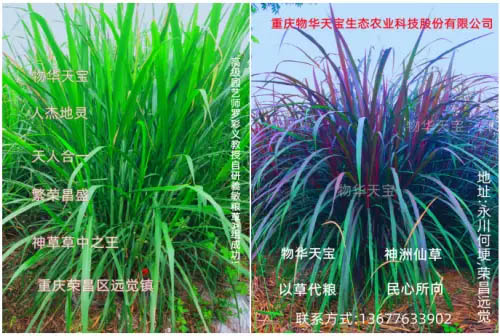 家猪变野猪——让动物吃上豪华自助餐