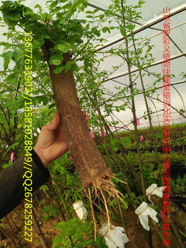 3.农民科学家罗彩义研究的利用废树杆让其生根