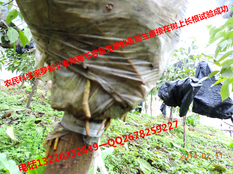 3.农民科学家罗彩义研究的利用废树杆让其生根